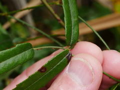 Rubus schmidelioides schmidelioides