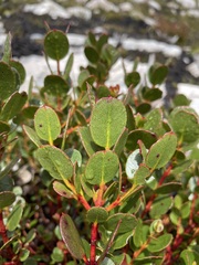 Eucalyptus vernicosa