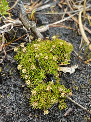Actinotus moorei (Actinotus moorei)