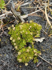 Actinotus moorei