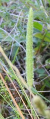 Phleum pratense