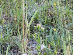 Phleum pratense