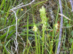 Rhinanthus minor