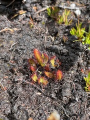 Drosera murfetii