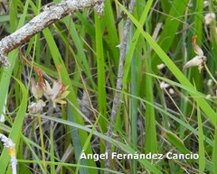 Anthyllis vulneraria