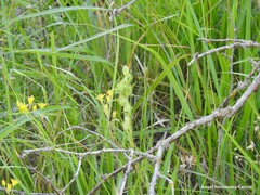 Petrosedum amplexicaule