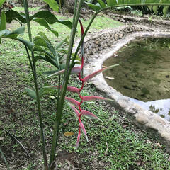 Heliconia chartacea
