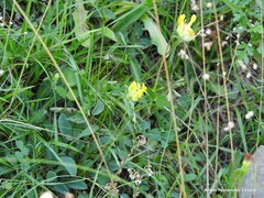Anthyllis vulneraria