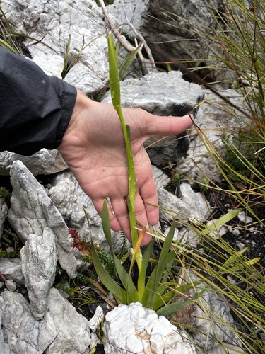 Image of Diplarrena latifolia by (c) Matt Berger, some rights reserved (CC BY)