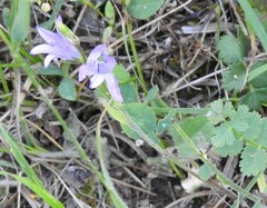 Campanula rapunculus