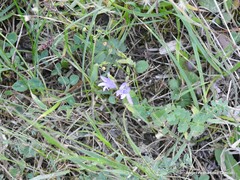 Petrosedum amplexicaule
