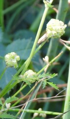 Sanguisorba verrucosa