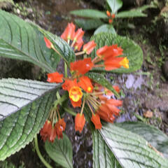 Chrysothemis pulchella