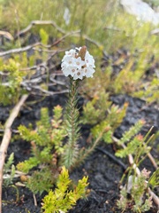 Epacris lanuginosa