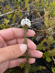 Epacris lanuginosa
