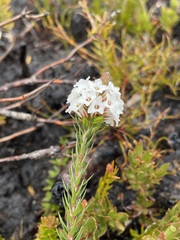 Epacris lanuginosa