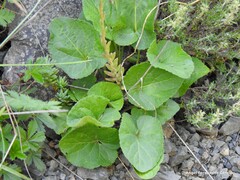 Viola hirta