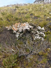 Epacris serpyllifolia