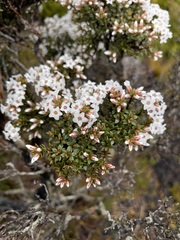 Epacris serpyllifolia