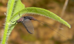 Leptophlebia