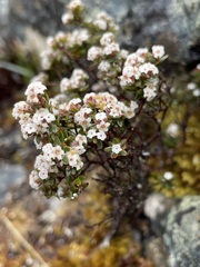 Epacris serpyllifolia