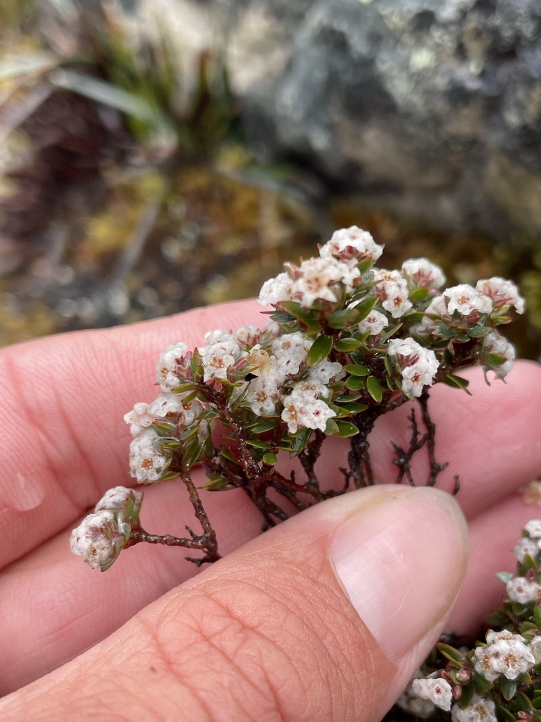 Leucopogon oreophilus