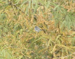 Polioptila