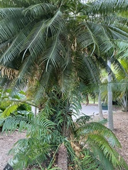 Cycas circinalis
