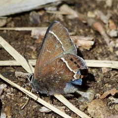 Callophrys spinetorum