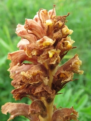 Orobanche elatior