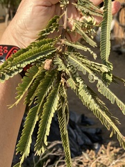 Phyllanthus emblica