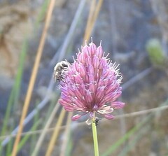 Allium sphaerocephalon