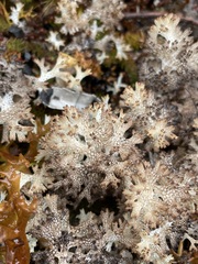 Pulchrocladia retipora