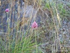 Allium sphaerocephalon