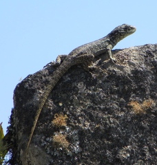 Stenocercus crassicaudatus