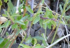 Rhamnus saxatilis
