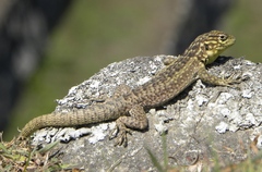 Stenocercus crassicaudatus