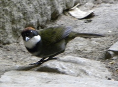 Arremon brunneinucha