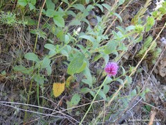 Allium sphaerocephalon