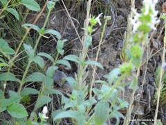 Allium sphaerocephalon