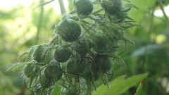 Hydrophyllum virginianum