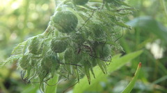 Hydrophyllum virginianum