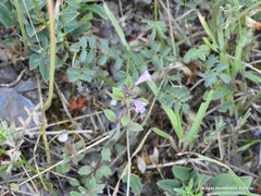 Sanguisorba officinalis