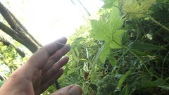 Hydrophyllum virginianum