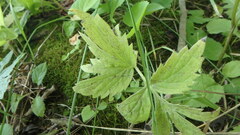 Hydrophyllum virginianum
