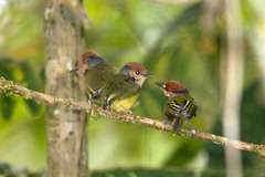 Poecilotriccus ruficeps
