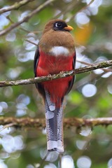 Trogon personatus