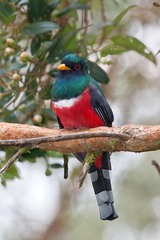 Trogon personatus