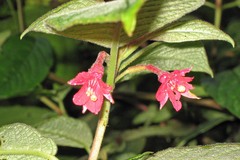 Fuchsia scabriuscula, photograph (c) Dan Harville, some rights reserved (CC BY-SA)