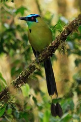 Momotus aequatorialis